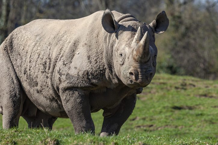 Black rhinoceros (Diceros bicornis) in northern Botswana. Classified as critically endangered