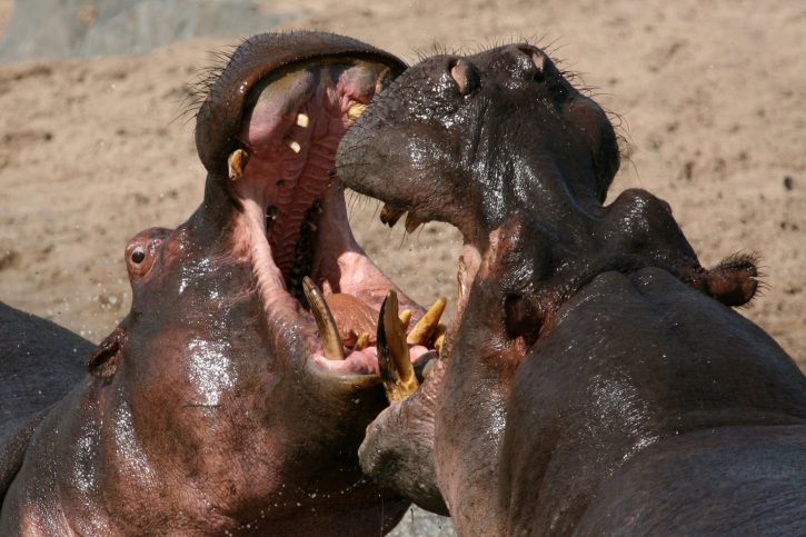 Hippos Fighting - Serengeti Wildlife Conservation Area, Safari, Tanzania, East Africa
